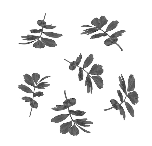 Feuille noire de palmier isolé sur blanc