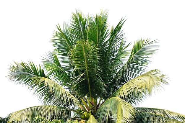 Feuille de noix de coco isolé sur fond blanc