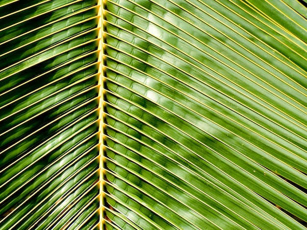 Feuille de noix de coco de palmier vert dans la nature à la forêt tropicale - gros plan
