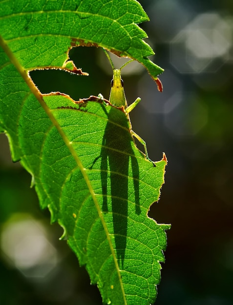 Une feuille avec une ombre d'insecte dessus