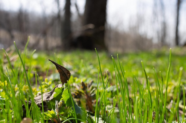 Une feuille orange se trouve sur une pelouse verdoyante Gouttes de pluie sur l'herbe Feuillage naturel et fond d'herbe