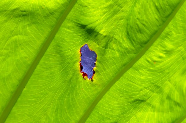 Une feuille d'oreille d'éléphant texture de feuille de taro Colocasia esculenta rétroéclairage photo fond naturel