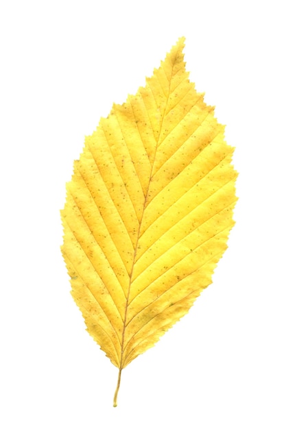 Feuille d'orme Feuille d'automne d'orme isolé sur fond blanc