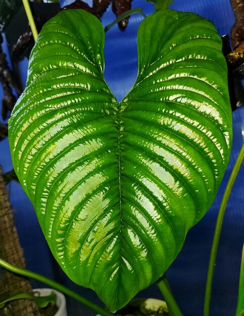 Photo une feuille ovale verte et brillante de philodendron furcatum