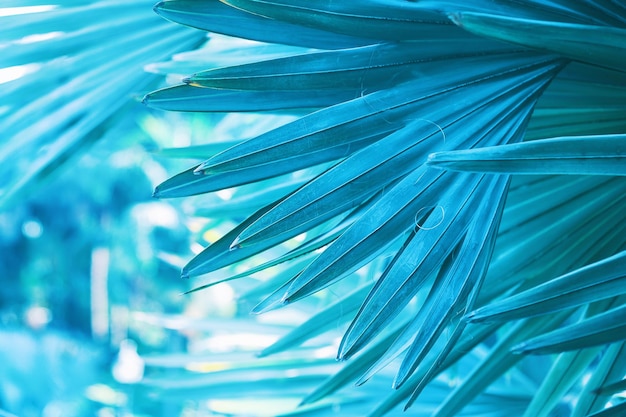 Feuille de palmier abstrait bleu