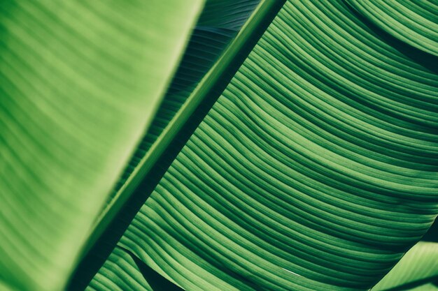 Feuille de palmier bananier, fond de nature verdoyante