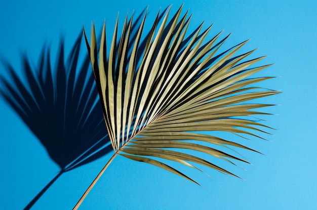 Photo une feuille de palmier sur fond bleu