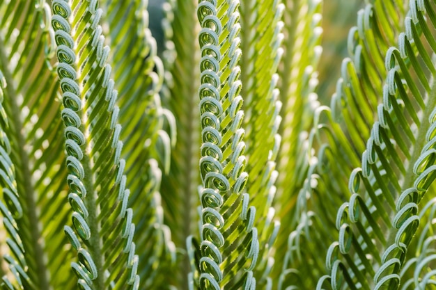 Feuille de palmier fraîche Résumé fond vert Mise au point sélective