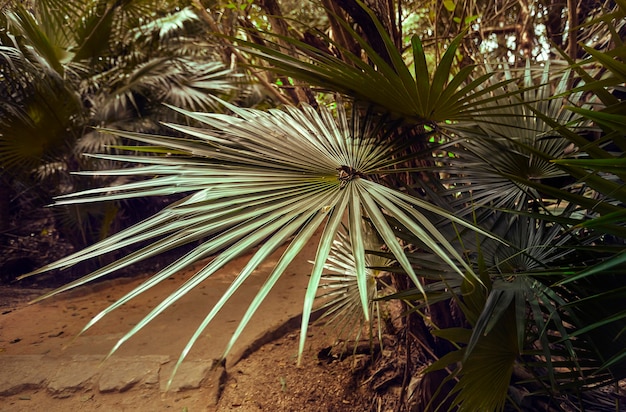 Feuille de palmier illuminée par un rayon de soleil au coeur de la forêt au coeur de la forêt