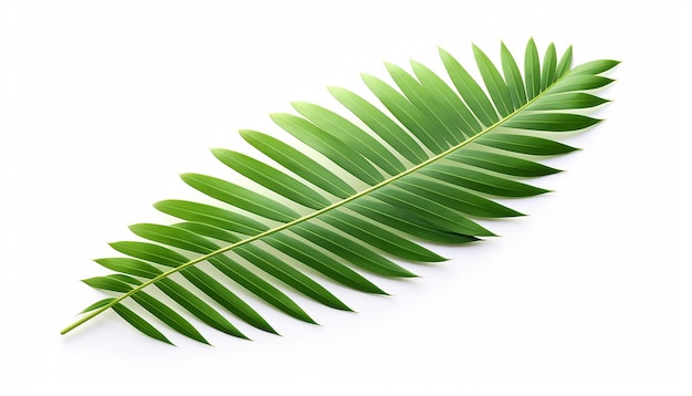 Une feuille de palmier isolée sur un fond blanc