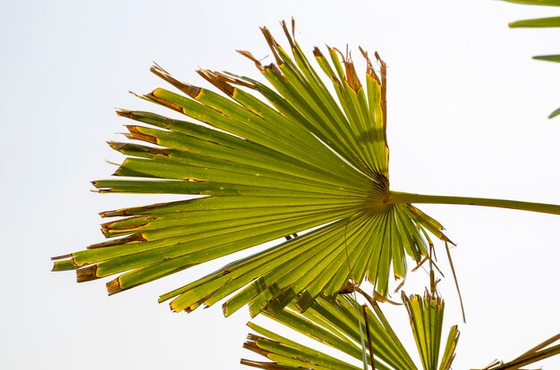 feuille de palmier naturel sur un ciel