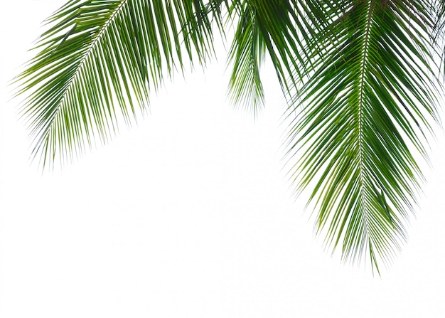 Photo feuille de palmier à noix de coco isolé sur fond blanc