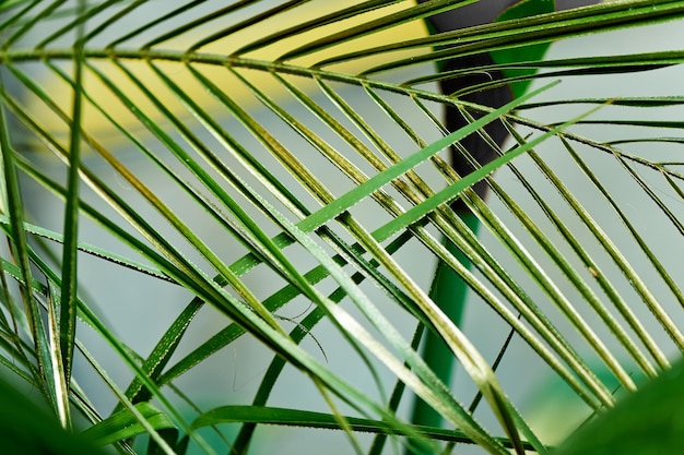 Feuille de palmier peinte en peinture doréeTexture Pays chaud exotique