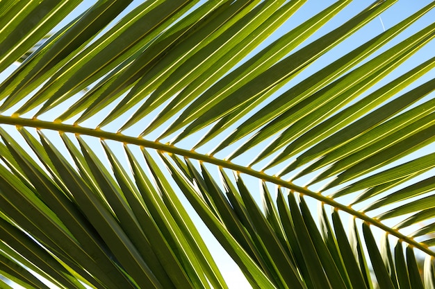 Feuille de palmier se bouchent