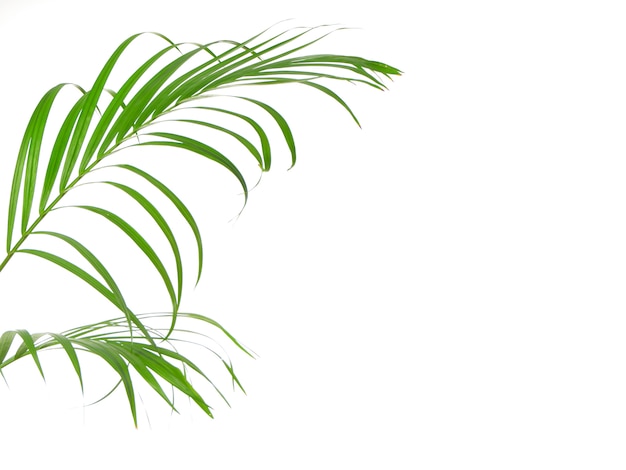 Feuille de palmier tropical sur fond blanc