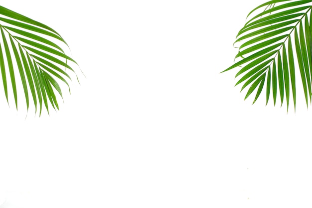 Feuille de palmier tropical sur fond blanc