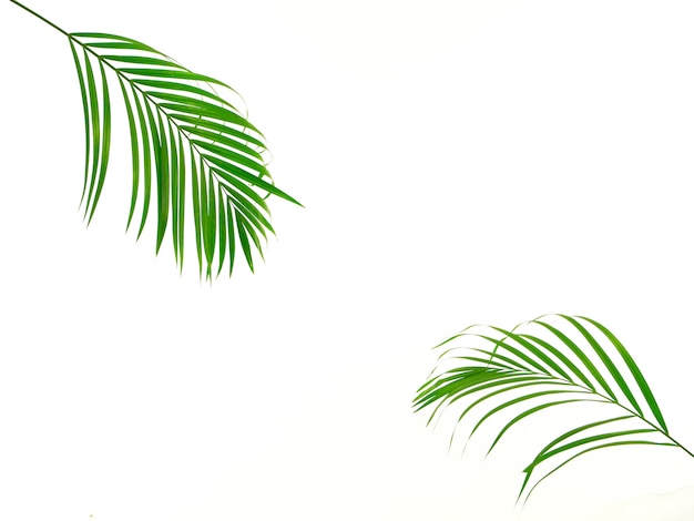 Feuille de palmier tropical sur fond blanc