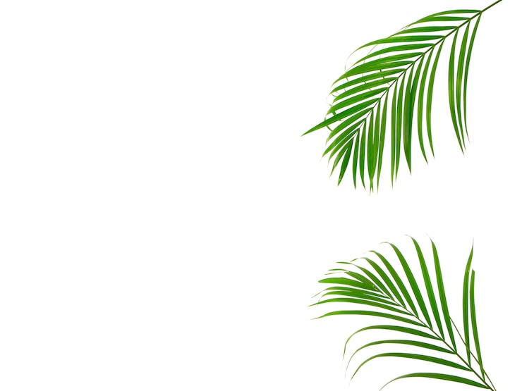 Photo feuille de palmier tropical sur fond blanc