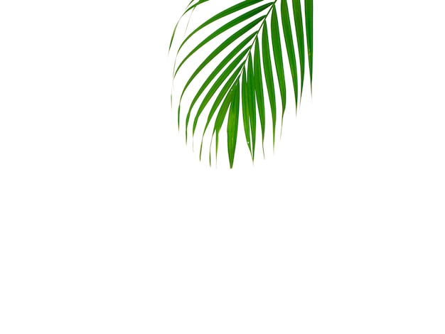 Feuille de palmier tropical sur fond blanc