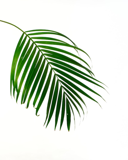 Une feuille de palmier tropical sur fond blanc
