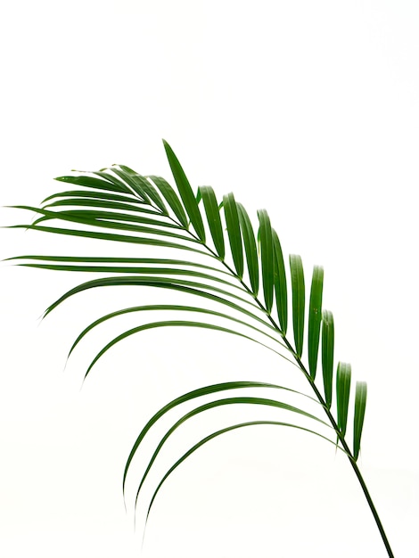 Une feuille de palmier tropical sur fond blanc