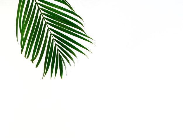 Feuille de palmier tropical sur fond blanc