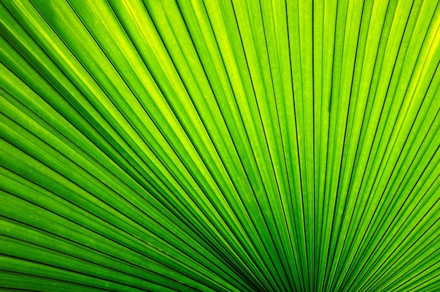 Feuille de palmier tropical, fond de nature verdoyante