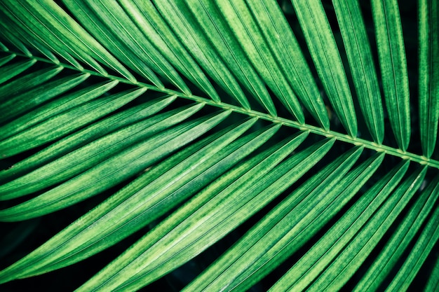 Feuille de palmier tropical, fond de nature vert foncé