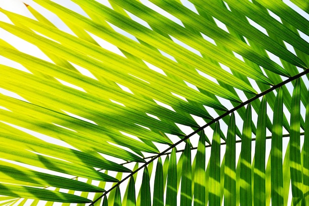 feuille de palmier tropical, fond de nature verte