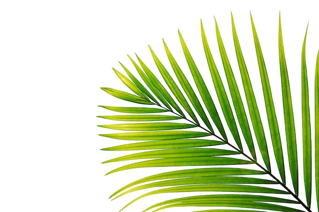 feuille de palmier tropical isolé sur fond blanc