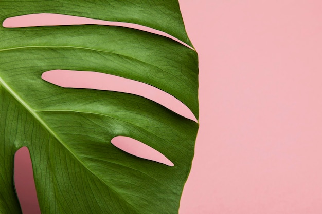 Feuille de palmier tropical monstera sur fond rose pastel tendance