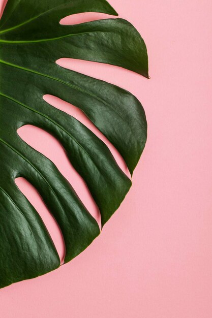 Feuille de palmier tropical monstera sur fond rose pastel tendance