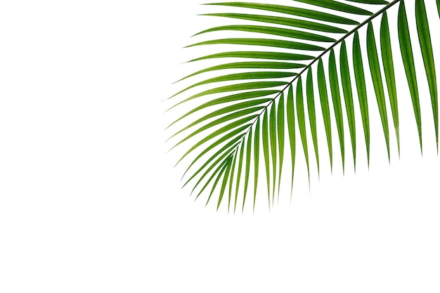 Feuille de palmier tropical vert isolé sur fond blanc