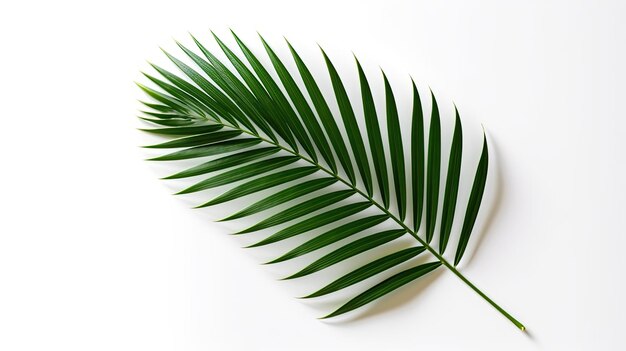 Une feuille de palmier vert sur fond blanc
