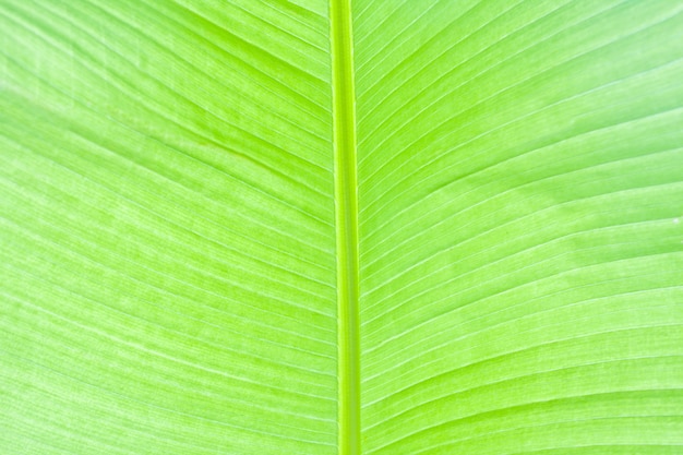 Photo feuille de palmier vert luxuriant. arrière-plan ou texture