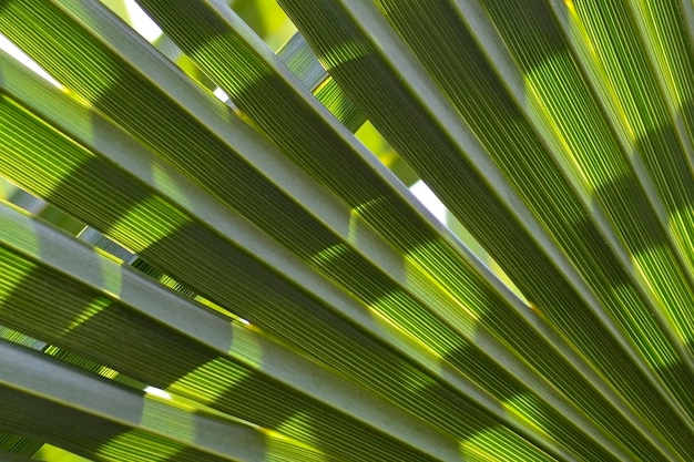 Feuille de palmier vert tropical Fond d'été vert