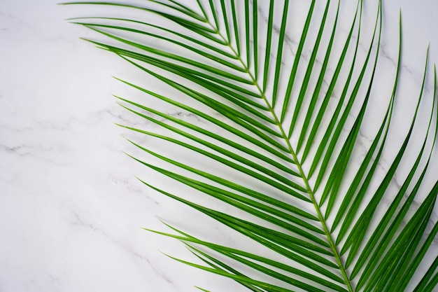 Feuille de palmier vert tropical sur fond de marbre blanc. Mise à plat, vue de dessus. Copiez l'espace pour votre texte. Succursale Robelini.