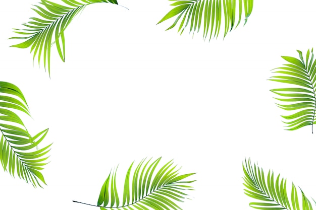 Feuille de palmier vert tropical isolé sur blanc pour l'été