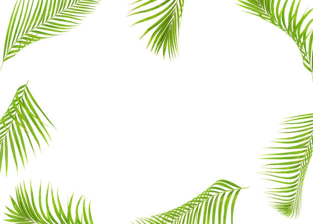 Photo feuille de palmier vert tropical isolée sur un fond blanc pour l'été