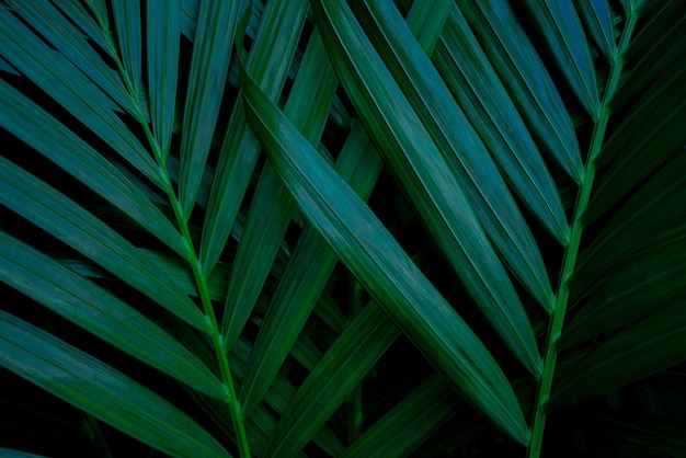 feuille de palmier vert tropical et ombre abstrait naturel ton sombre