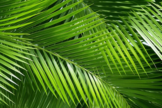 Photo feuille de palmier verte avec fond d'abstraction de réflexion de la lumière solaire de haute qualité