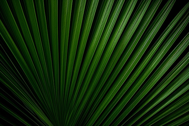 Une feuille de palmier verte et luxuriante.