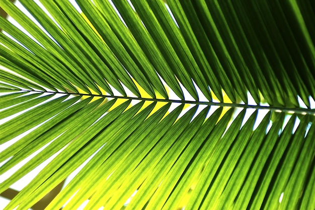 La feuille de palmier verte Photographie horizontale La nature tropicale Photo d'arrière-plan