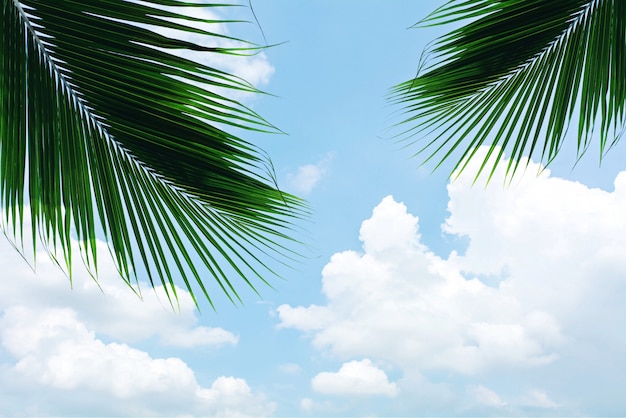 Feuille de palmiers sur un ciel bleu avec des nuages en été