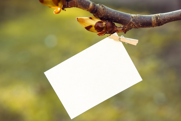 Feuille de papier blanc sur une pince à linge sur une branche de châtaignier