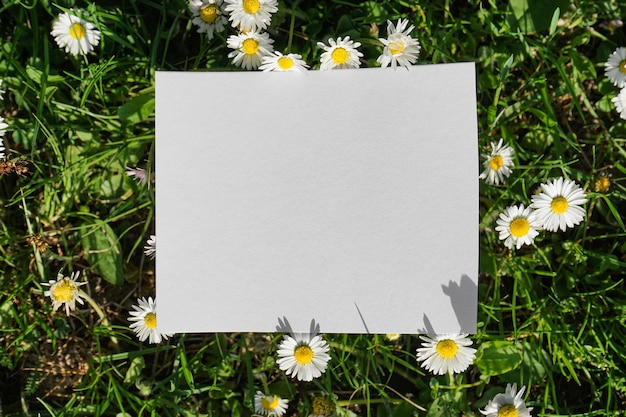 Feuille de papier avec des fleurs de champ sur l'espace de fond blanc pour le texte Vue de dessus