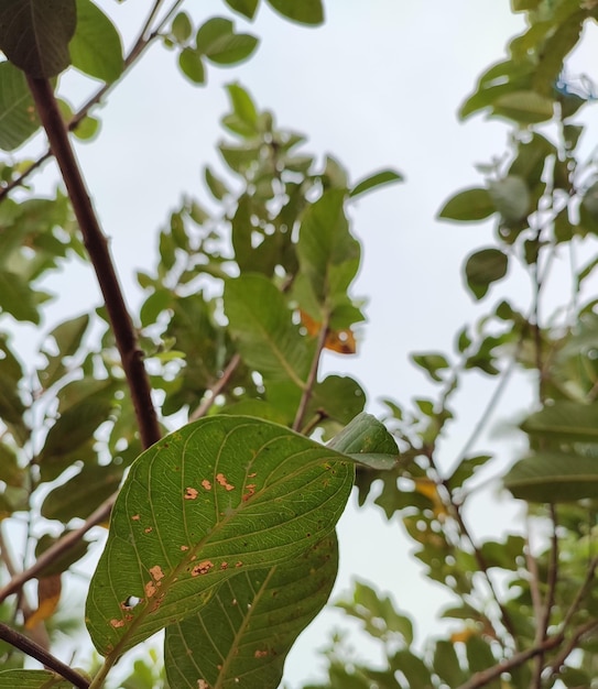 une feuille avec une petite fleur rouge dedans