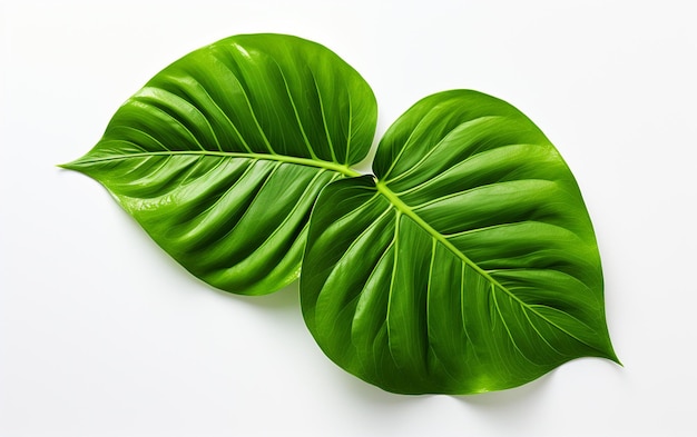 Feuille de philodendron sur fond blanc