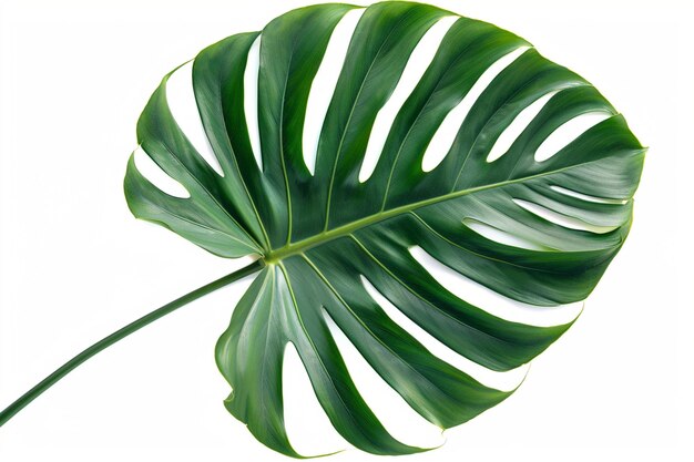 Photo feuille de philodendron de selloum isolée sur fond blanc