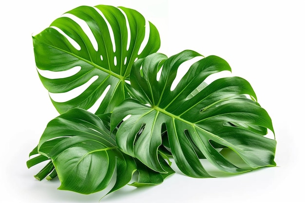 Feuille de philodendron de Selloum isolée sur fond blanc